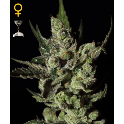 Exodus Cheese